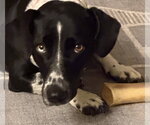 Small Photo #3 Basset Hound-Unknown Mix Puppy For Sale in Brookville, OH, USA
