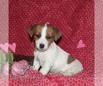 Small #4 Jack Russell Terrier