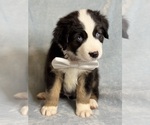 Puppy Slinky Australian Shepherd