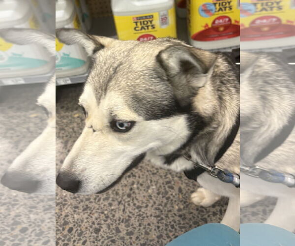 Medium Photo #1 Siberian Husky Puppy For Sale in Cedar Crest, NM, USA