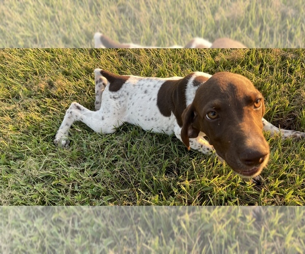 Medium Photo #6 German Shorthaired Pointer Puppy For Sale in MORTON, MS, USA