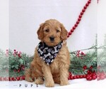 Small Goldendoodle (Miniature)