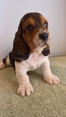 Basset Hound Puppy for sale in SODDY DAISY, TN, USA