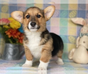 Pembroke Welsh Corgi Puppy for sale in LANCASTER, PA, USA