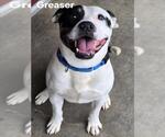 Small American Pit Bull Terrier