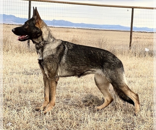Medium Photo #1 German Shepherd Dog Puppy For Sale in LAKE ELSINORE, CA, USA