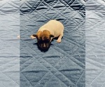 Puppy 4 Russell Terrier
