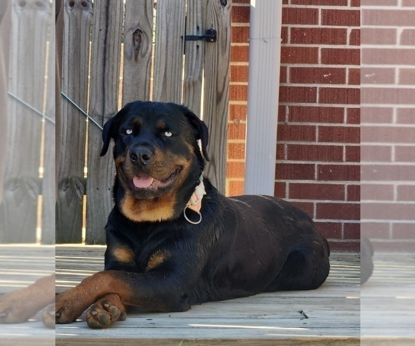 Medium Photo #1 Rottweiler Puppy For Sale in TOCCOA, GA, USA