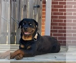 Small Photo #1 Rottweiler Puppy For Sale in TOCCOA, GA, USA