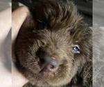 Small Photo #1 Newfoundland Puppy For Sale in VARNA, IL, USA