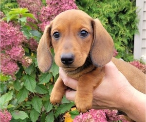 Dachshund Puppy for sale in WITHEE, WI, USA