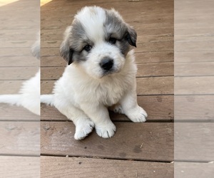 Great Pyrenees Puppy for sale in SILVERTON, OR, USA