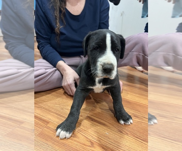 Medium Photo #4 Great Dane Puppy For Sale in MAYSVILLE, KY, USA
