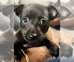 Small #1 Chihuahua Mix