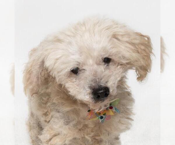 Medium Photo #1 Poodle (Miniature) Puppy For Sale in Santa Maria, CA, USA