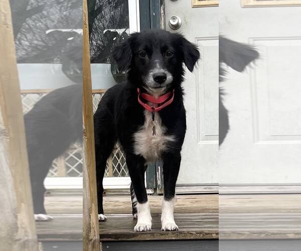 Medium Photo #4 Border-Aussie Puppy For Sale in Mount Laurel, NJ, USA