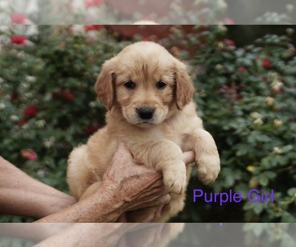 Medium Photo #3 Golden Retriever Puppy For Sale in ROUND ROCK, TX, USA