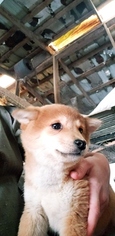 Shiba Inu Puppy for sale in GOSHEN, IN, USA