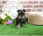 Small #2 Schnauzer (Miniature)