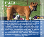 Small #9 Boxer