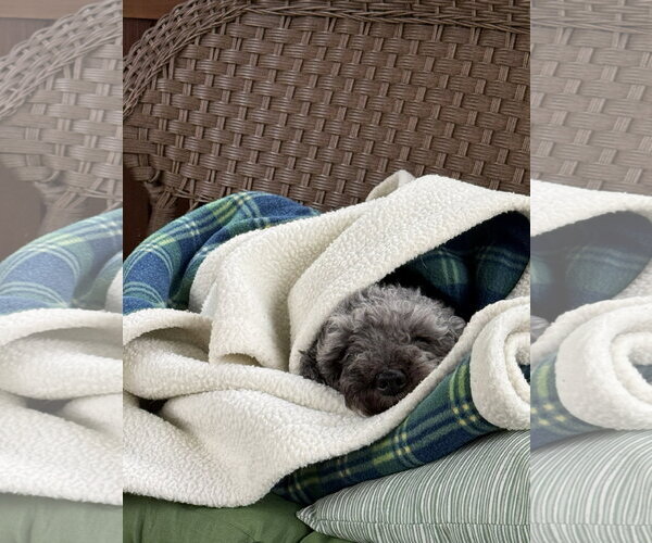 Medium Photo #6 Poodle (Miniature) Puppy For Sale in Wheaton, IL, USA