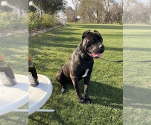 Father of the Cane Corso puppies born on 01/15/2023