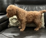 Small #9 Labradoodle