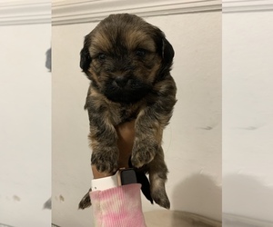 Dorkie Puppy for sale in BRONX, NY, USA