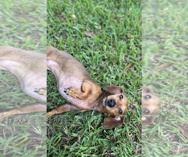 Medium Photo #5 Dachshund Puppy For Sale in Weston, FL, USA