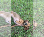 Small #4 Dachshund