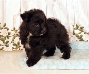 Pom-A-Poo Puppy for sale in PENNS CREEK, PA, USA