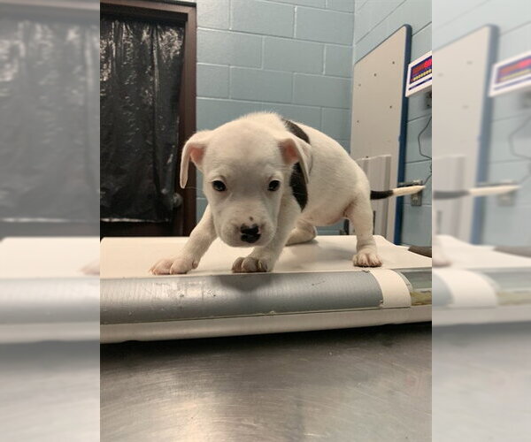 Medium Photo #1 American Pit Bull Terrier-Unknown Mix Puppy For Sale in Corpus Christi, TX, USA