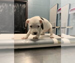 Small American Pit Bull Terrier Mix
