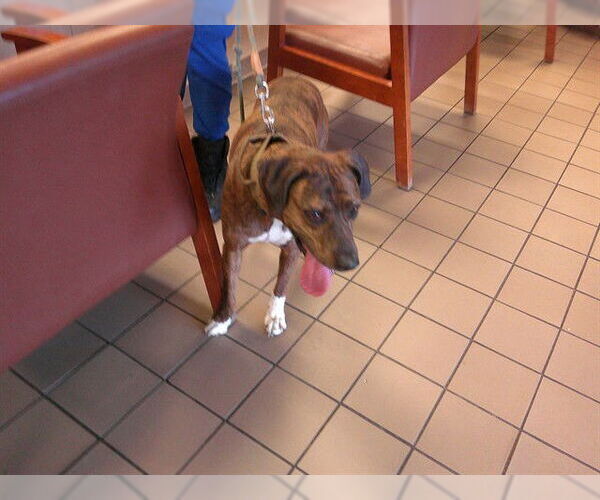 Medium Photo #1 Plott Hound Puppy For Sale in Ocala, FL, USA