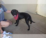 Small #1 American Pit Bull Terrier Mix