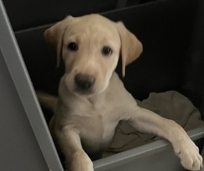 Labrador Retriever Puppy for sale in RIVERVIEW, FL, USA