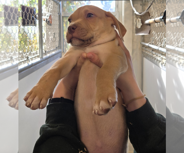 Medium Photo #3 Labrador Retriever-Unknown Mix Puppy For Sale in Unionville, PA, USA