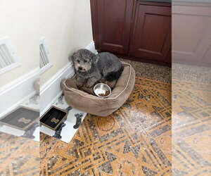 Poodle (Miniature)-Unknown Mix Dogs for adoption in Brewster, NY, USA