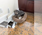 Small Poodle (Miniature) Mix