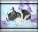 Small Photo #23 Chihuahua Puppy For Sale in WISTER, OK, USA