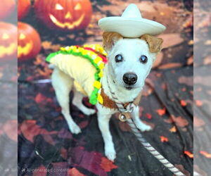 Medium Chihuahua Mix