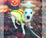 Small Chihuahua Mix