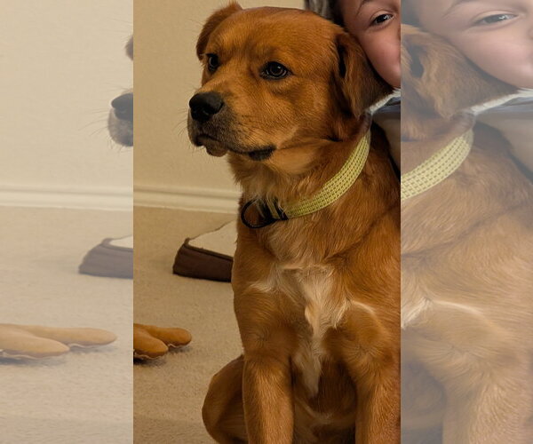 Medium Photo #1 Retriever -Unknown Mix Puppy For Sale in Denton, TX, USA