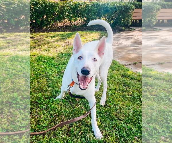 Medium Photo #3 Unknown-white german shepherd Mix Puppy For Sale in Newport Beach, CA, USA