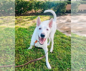 Bronco - Male Unknown-white german shepherd Mix Dog for Adoption - Photo #3