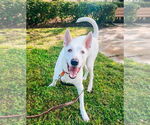 Small #2 white german shepherd Mix