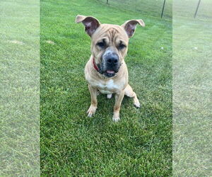 Bullboxer Pit Dogs for adoption in Princeton, MN, USA