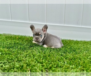 French Bulldog Puppy for sale in CORAL SPRINGS, FL, USA