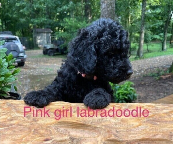 Medium Photo #2 Labradoodle Puppy For Sale in BROKEN BOW, OK, USA