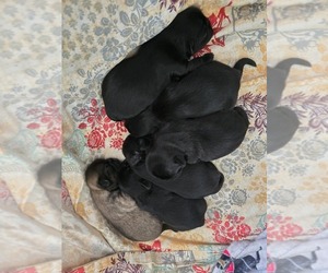 French Bulldog Puppy for sale in ESCALON, CA, USA